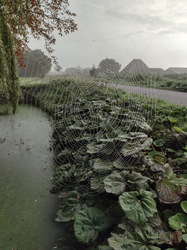 Spinnenwebg-grote-Sloot
